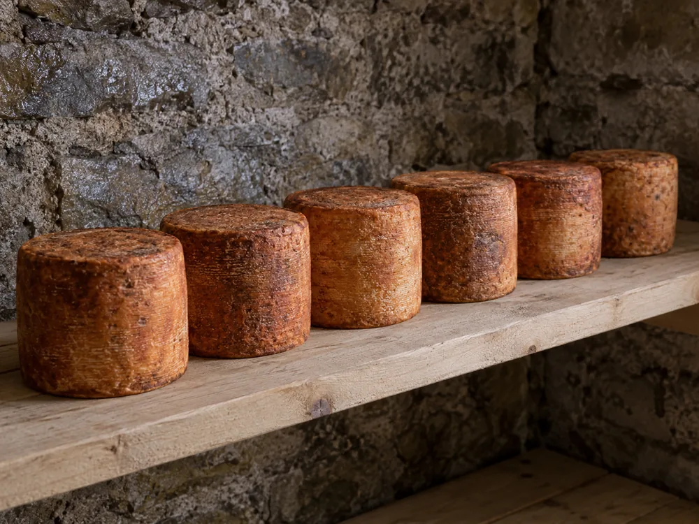 Six cylindrical cheeses with red-brown rinds on a wooden shelf - Tete-de-Moine | KnowTheCheese