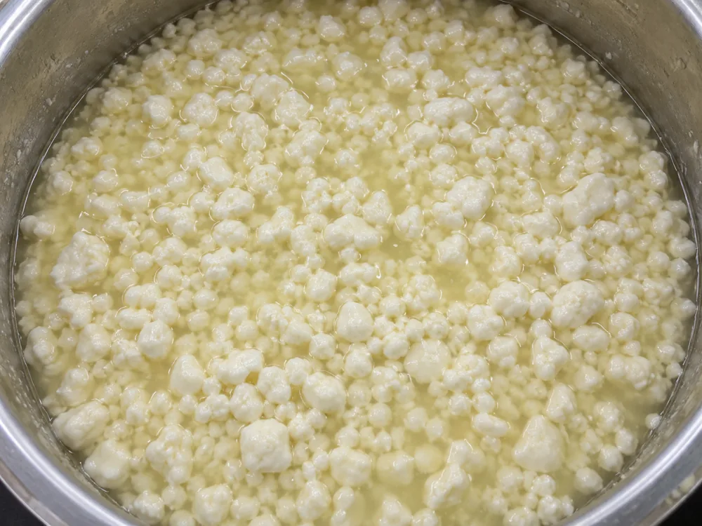Pale curd grains of mixed size floating in whey in a stainless steel vat - Tomme de Savoie | KnowTheCheese