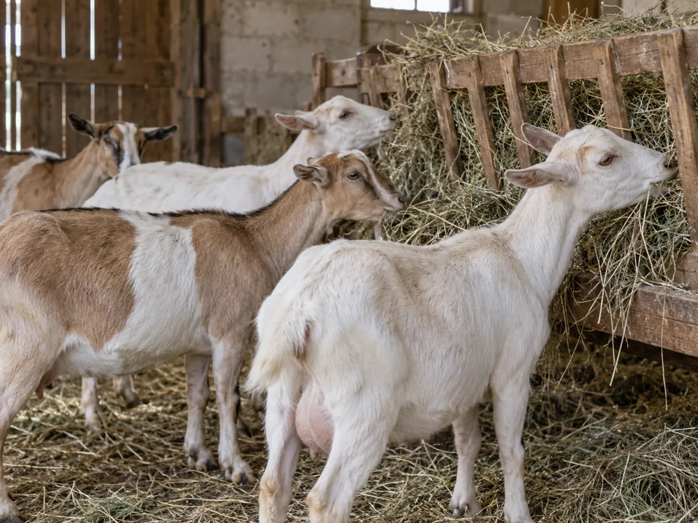 Dairy goats eating hay from a wooden rack in a barn - Valencay | KnowTheCheese